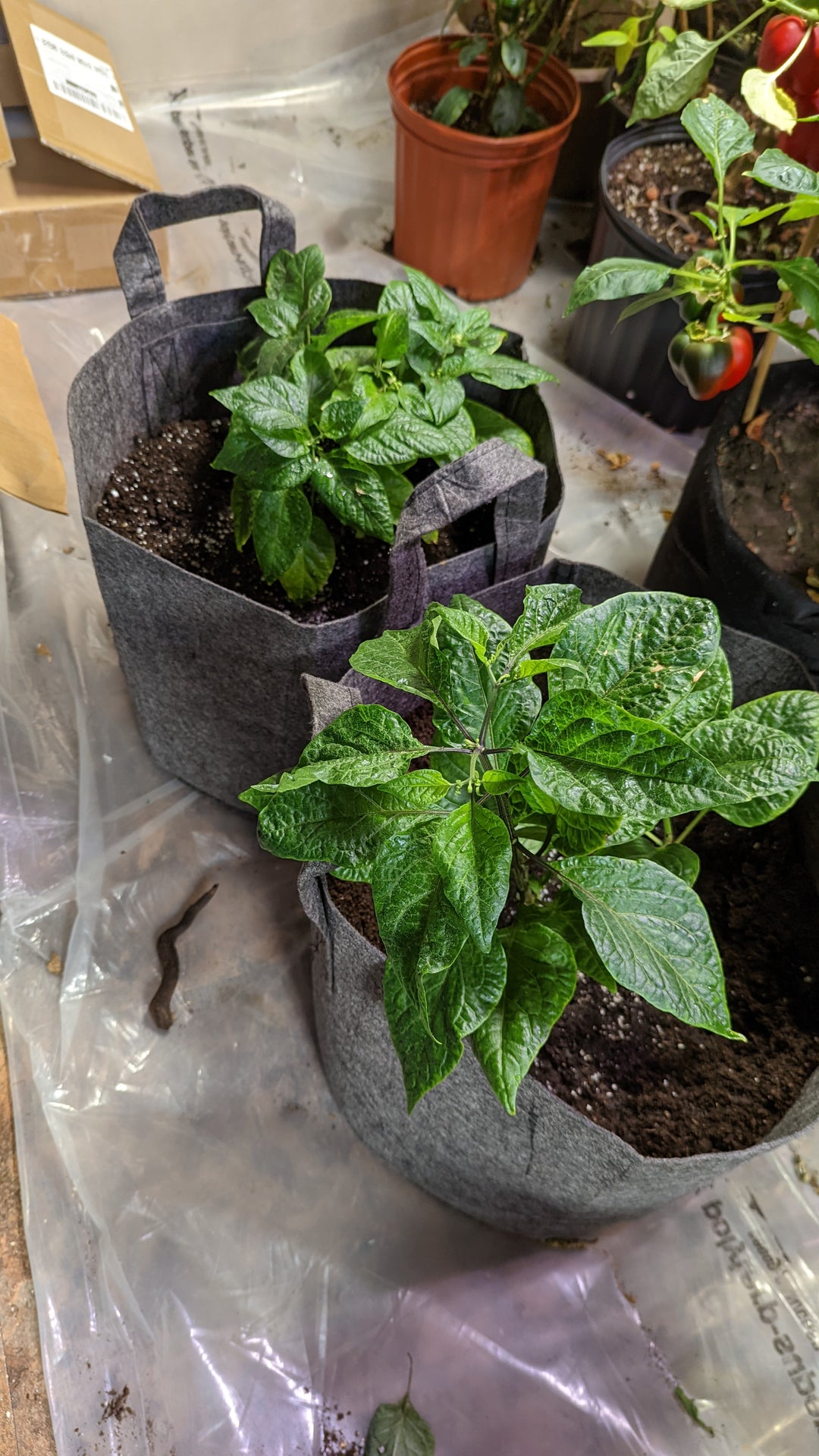 Live Pepper Plants