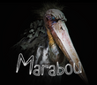 Marabou